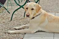 labrador-dog-sweet-concerns-animal-1287260.jpg