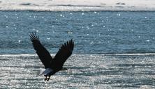 bald-eagle-eagle-bald-flying-896906.jpg