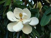 magnolia-tree-magnolia-blossom-142503.jpg