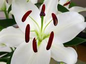 lily-flower-white-blossom-bloom-405736.jpg