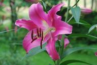 lily-pink-flower-nature-plant-645126.jpg