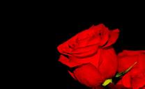 red-rose-flowers-695202.jpg