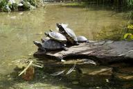 turtles-bask-on-the-water-793490.jpg