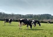 cows-prado-galicia-pastures-668821.jpg