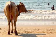 cow-beach-goa-india-cows-water-1028432.jpg