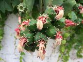 cactus-flower-green-nature-fresh-1500830.jpg