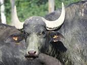 buffalo-water-buffalo-840343.jpg