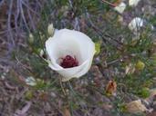 desert-flower-flower-drought-289894.jpg