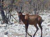 kudu-africa-safari-517979.jpg