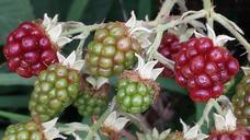 blackberries-fruit-harvest-fruits-458225.jpg