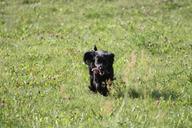 dog-gear-joy-meadow-happiness-57051.jpg