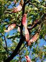 seeds-honey-locust-tree-fruits-60373.jpg