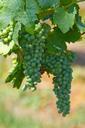 wine-grapes-fruit-vine-winegrowing-525232.jpg