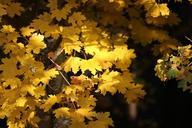 autumn-leaves-forest-1016793.jpg