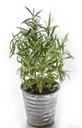 rosemary-herb-herbal-ingredient-1583258.jpg