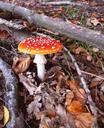 mushroom-coniferous-forest-72707.jpg