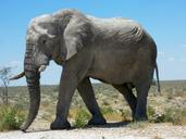 Elephants at Etosha National Park03.JPG