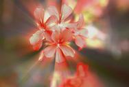 flowers-a-small-bunch-geranium-711998.jpg