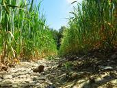 wheat-field-wheat-agriculture-354664.jpg