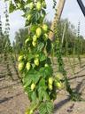 fresh-hops-craft-brewing-local-beer-1145694.jpg