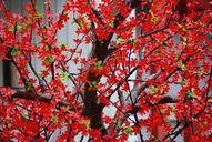 tree-branches-flowers-red-646953.jpg