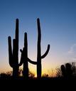 saguaro-cactus-sunset-silhouette-754842.jpg