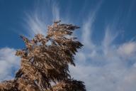 reed-phragmites-australis-grass-207518.jpg