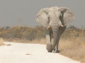 etosha-namibia-safari-africa-329950.jpg