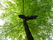 bat-fig-deciduous-tree-light-green-1408452.jpg