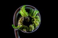 fern-young-fern-fresh-shoots-321451.jpg