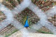 peacock-feathers-zoo-bird-animal-833718.jpg