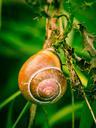 snail-shell-nature-reptile-close-949071.jpg