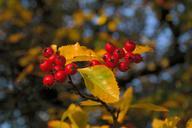 berries-fruits-red-tree-leaves-228130.jpg