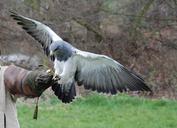 raptor-bird-training-falconry-341774.jpg