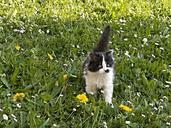 kitten-black-and-white-mammal-110730.jpg