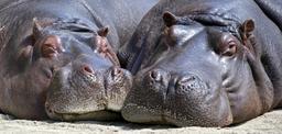 hippo-mammal-wildlife-nature-wild-783522.jpg