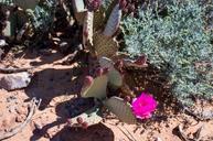 desert-flower-desert-cactus-cacti-301780.jpg