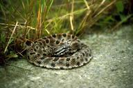 Pigmy rattlesnake.jpg