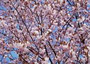 Pink-flowering-tree-in-springtime.jpg