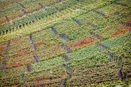 vineyard-autumn-wine-winegrowing-1000611.jpg