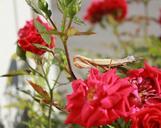 praying-mantis-macro-insect-brown-946791.jpg