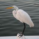 egret-white-egret-bird-nature-488861.jpg