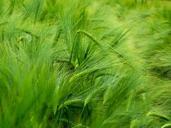 barley-cereals-hordeum-vulgare-ear-509957.jpg