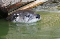 otter-water-head-907676.jpg