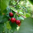 cherries-red-cherry-nature-summer-181834.jpg