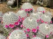 cactus-pink-flower-1265919.jpg