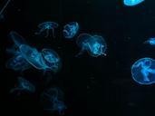 jellyfish-water-blue-fluorescense-594589.jpg