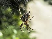 spider-web-beetle-morning-light-453939.jpg