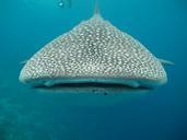 whale-shark-maldives-sea-363623.jpg