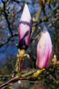 magnolia-tulip-magnolia-nature-1316711.jpg